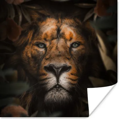 Produktbild von MuchoWow® Poster Tiere - Löwe - Dschungel 75x75 cm - Wand Dekoration