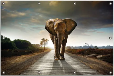 Produktbild von Wallario Outdoor-Poster für Garten oder Balkon, Motiv Elefant bei Sonnenaufgang in Afrika, in ca. 80 x 120 cm