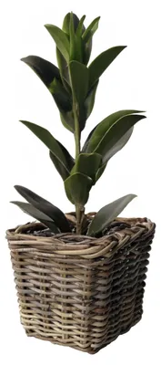 Produktbild von Pflanzen-/Blumenkorb - quadrat - Rattan - Weide - L21 x B21 x H28 cm - Blumentopf