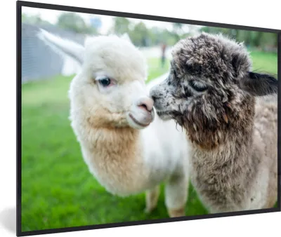 Produktbild von MuchoWow® MuchoWow® Gerahmtes Poster Alpakas - Tiere - Wolle 30x20 cm - Poster mit zchwarzem Bilderrahmen - Kunstdruck - Bild-Poster