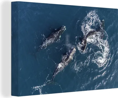 Obrázek produktu pro OneMillionCanvasses® - Obrazy na plátně - 140x90 cm, Velryby - Modrá - Moře, Nástěnné umění Vytisknout Nástěnná dekorace