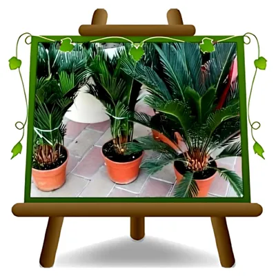 Produktbild von Cycas Revoluta Zierpflanze - im Topf mit einer Höhe von 80 cm