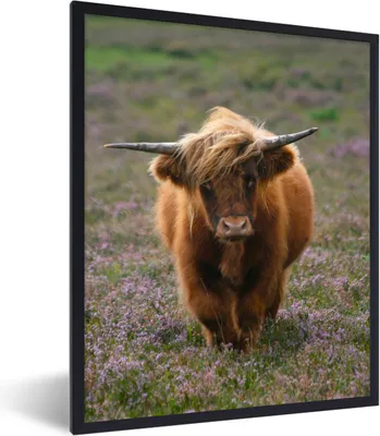 Produktbild von MuchoWow® Gerahmtes Poster Schottische Hochlandbewohner - Heidelandschaft - Tiere 60x80 cm - Poster mit Schwarzem Bilderrahmen Wandposter Rahmen Foto Bilder - Premium - Wanddeko Wohnzimmer