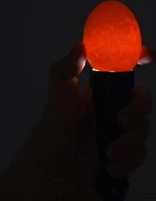 Produktbild von Kerbl LED-Schierlampe inkl. Batterie, Zwei Aufsätze, Eierprüflampe Eier ab 18mm