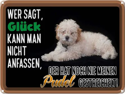 Produktbild von vianmo Blechschild 30x40 cm Glück nicht anfassen Pudel Hund