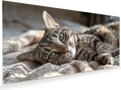 Produktbild von Glasbild 110x55cm in XXL für Wohnzimmer, Schlafzimmer Motiv Gemütliche Katze
