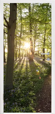 Produktbild von MuchoWow® Türtapete Selbstklebende Türfolie Wald - Baum - Sonne 90x215 cm Türposter Türaufkleber Klebefolie Türklebefolie - Plakat an der Tür - Türsticker - Aufklebern