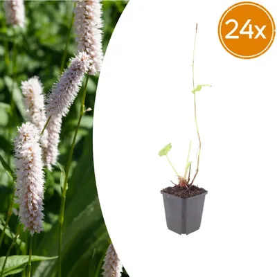Produktbild von Persicaria bistorta 'Superba' | 24 Stück - 10-25cm - Ø9cm - Gartenpflanze
