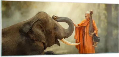 Produktbild von Bilder auf glas - Elefant Mönch Stoßzahn - 100x40cm - Glasbilder - Wandbilder - Kunstdruck - zum Aufhängen bereit - Wanddekoration aus Glas - Glas Bilder - Wandbild auf Glas - GAB100x40-3484