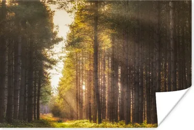 Produktbild von MuchoWow® Poster Baum - Gras - Sonne 30x20 cm - Plakate - Print