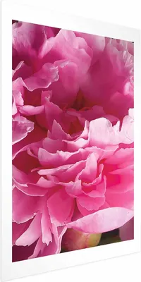Produktbild von Posterpapier Poster - Beautiful Peonies 21x30 cm Blumen b-C-0400-ao-a