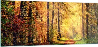 Produktbild von Bilder auf glas - Wald Baum Natur - 100x40cm - Glasbilder - Wandbilder - Kunstdruck - zum Aufhängen bereit - Wanddekoration aus Glas - Glas Bilder - Wandbild auf Glas - Einteilig - GAB100x40-3718