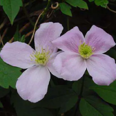 Produktbild von 2 x Waldrebe montana - Clematis montana 'Fragrant Spring' | 50-60 cm in Container