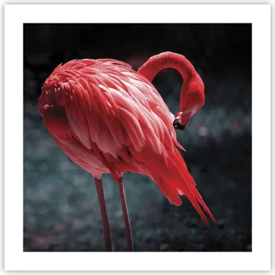 Produktbild von Poster - Poster ohne Rahmen - Flamingo Rosa Vogel - 50x50 cm - Wand Bild - Wanddeko - Wandbilder - Kunstposter - Wandposter - Bilder - Kunstdruck - Wanddekoration - Wandbild - P2XAC50x50-4551