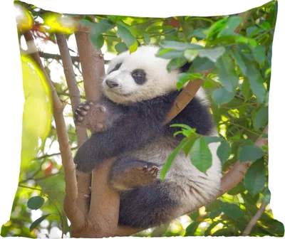 Produktbild von MuchoWow® Zierkissen Sofakissen Wohnzimmer Dekokissen 45x45 cm Panda - Tier - Baum - Schlafpolster - Polster für das Sofa
