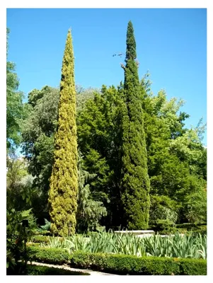 Produktbild von 100 Samen der Mittelmeer-Zypresse (Cupressus sempervirens)
