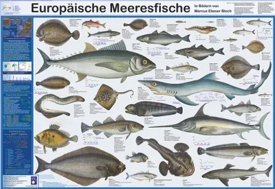 Produktbild von Europäische Meeresfische Poster deutsch DIN A1 84,1 x 59,4 cm