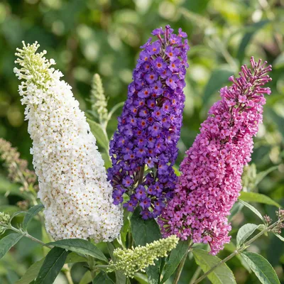 Zdjęcie produktu dla Krzew motylkowy Buddleja davidii Tricolor, zestaw 3 sztuk: niebieski, rózowy