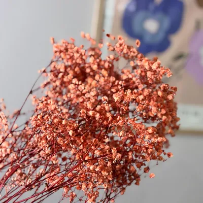 Produktbild von Gypsophila Schleierkraut konserviert 60-75cm für Vasen Trockenblumen Langlebig