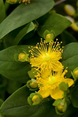 Produktbild von Hypericum calycinum 'Rose von Sharon', gelb, ca. 9x9 cm Topf