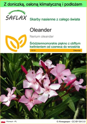 Zdjęcie produktu dla SAFLAX - Garden to go - Oleander - 50 Nasiona - Z doniczką, pokrywą klimatyczną i podłożem do uprawy - Nerium oleander