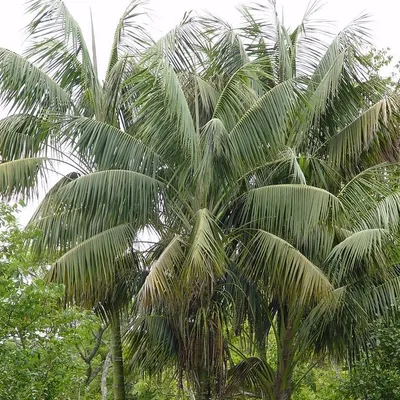 Zdjęcie produktu dla Palma kentia (Howea forsteriana)  – 5 sztuk