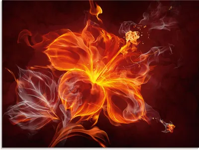 Produktbild von ARTland Glasbild Feuerblume Größe: 60x45 cm