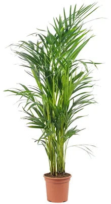 Produktbild von Goldfruchtpalme - pflegeleichte Zimmerpflanze, Areca Dypsis Lutescens - Höhe ca. 85 cm, Topf-Ø 17 cm