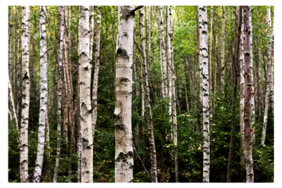 Produktbild von 100 Samen Moor-Birke Betula pubescens