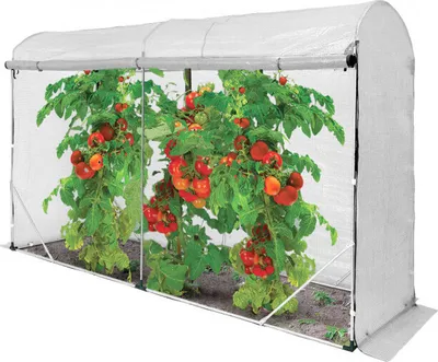 A greenhouse with tomato plants inside.