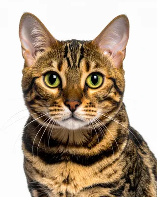 Produktbild von Duftbaum Bengal Katze