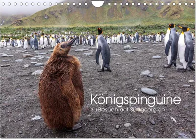 Produktbild von Königspinguine - zu Besuch auf Südgeorgien (Wandkalender 2025 DIN A4 quer), CALVENDO Monatskalender
