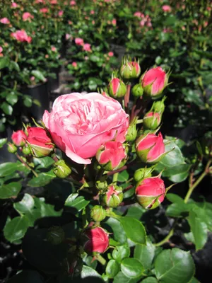 Produktbild von Beetrose Bailando® - Rosa Bailando® - Tantau Rose