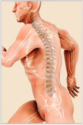 Produktbild von Wallario Wandbild Anatomie Wirbelsäule - Menschliches Skelett beim Laufen, Größe: 61 x 91,50 cm, Poster mit weißem Aluminiumrahmen
