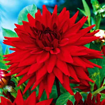 Image de Dahlia cactus rouge Red 1 pièce Dahlias plants de dahlias plant gros bulbes