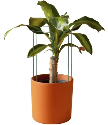 Produktbild von Springos Plant Support – Metal – Green – Set of 3