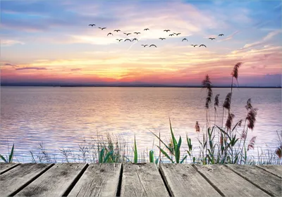 Produktbild von Wallario selbstklebendes Poster - Seepanorama mit Schilf und fliegenden Vögeln, Größe: 70 x 100 cm