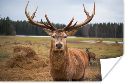 Produktbild von MuchoWow® Poster Rotwild - Natur - Wiese 180x120 cm - Fotoplakat