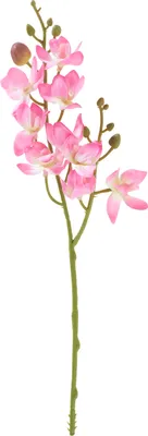 Produktbild von Mini Orchidee Phalaenopsis