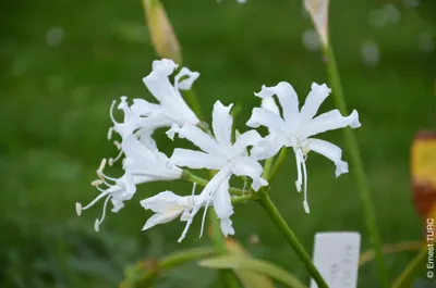 Image de Nerine bowdenii 'Alba' / Lis de Guernesey