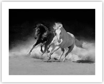 Produktbild von Poster - Poster ohne Rahmen - Andalusier Pferde Galopp - 50x40 cm - Wand Bild - Wanddeko - Wandbilder - Kunstposter - Wandposter - Bilder - Kunstdruck - Wanddekoration - Wandbild - P2XAA50x40-4240