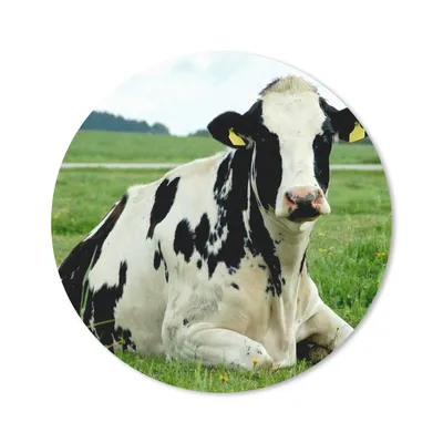 Produktbild von MuchoWow® Mauspad Mousepad Kuh - Gras - Tiere - Berg 40x40 cm - Mousepads - Maus Mat - Pad - Mausunterlage - Schreibtisch Accessoires