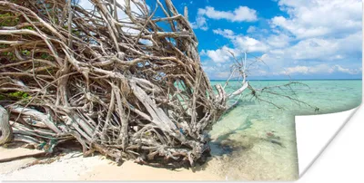Produktbild von MuchoWow® Poster Strand - Äste - Tropisch - Meer 160x80 cm - Foto Poster