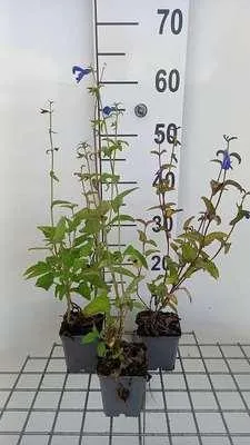 Obrázek produktu pro 6 x Salvia patens 'Royal Blue' - mech hvězdicovitý - květináč 9 x 9 cm