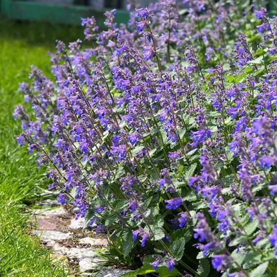 Produktbild von Bloomique - 3er Set - Nepeta Faassenii - Katzenminze - blaue Blüten - winterhart - Höhe 10-20cm - Topf 9x9cm