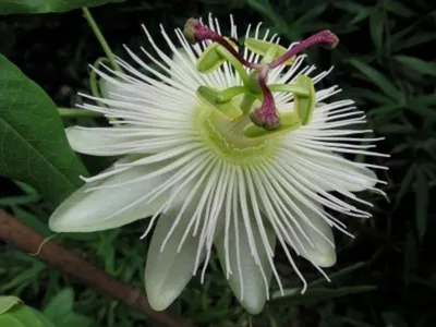 Immagine prodotto di Passiflora resistente al freddo Passiflora Avalanche circa 30 cm - bellezza esotica - pianta rampicante perenne