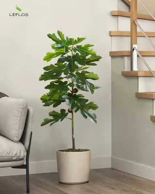 Obrázok produktu pre Tropická fikusová rastlina, 120 cm, s plodmi, v bielych kvetináčoch, dekorácia