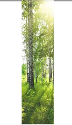 Produktbild von Schiebegardine Newcastle grün 245x60 cm