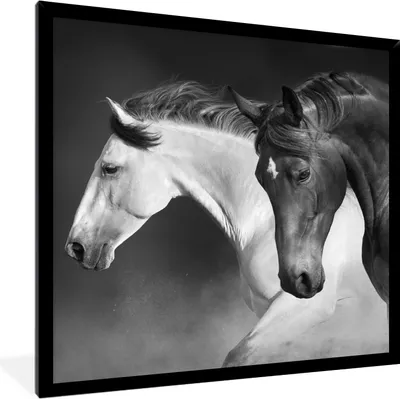 Produktbild von MuchoWow® Gerahmtes Poster Pferde - Tiere - Schwarz - Weiß - Porträt 40x40 cm - Poster mit Schwarzem Bilderrahmen Wandposter Rahmen Foto Bilder - Mit Rahmen - Wanddekoration Schlafzimmer