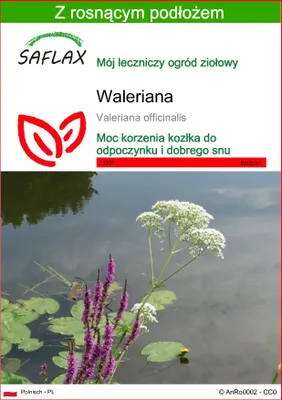 Zdjęcie produktu dla SAFLAX - Waleriana - 200 Nasiona - Z podłożem uprawowym wolnym od zarazków - Valeriana officinalis